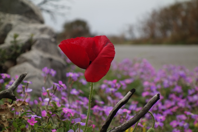 flower macro